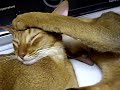 ??? zzzzzz brother cat falls asleep while grooming sister