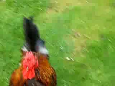 Rocky the cock, Lucky the hen and ...