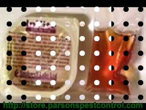 how to identify drain flies