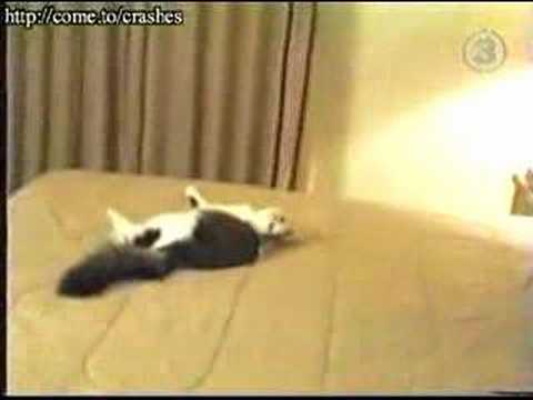 SCAREDY CAT +