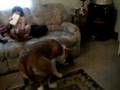 videos de tara