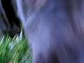 Labrador Retriever video