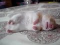1 Dreaming Hamster
