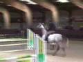 Zirocco VDL KWPN goedgekeurd 2007 verrichtingsonderzoek