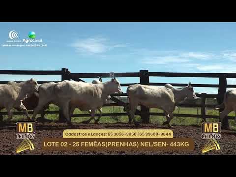 542� LEIL�O VIRTUAL MB LEIL�ES