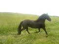 Kyara en Indra in de wei