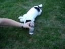 Nya valpen välter Fanta-flaska Nya valpen välter Fanta-flaska