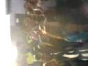 tonala norte lirico vs mane