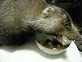 ?????????????????a father badger,DONKO ?????????????????a father badger,DONKO