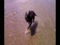videos de Beach Babe Bev_Lee