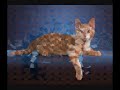 Mixed Breed Cat - The Moggie Mixed Breed Cat - The Moggie