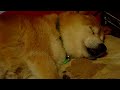 爺ちゃん・・・舌出てるよ。。舌。。。爺ちゃん柴犬shibainu