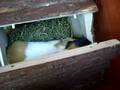 My cute guinea pigs