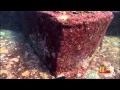 Yonaguni-Japanese Atlantis