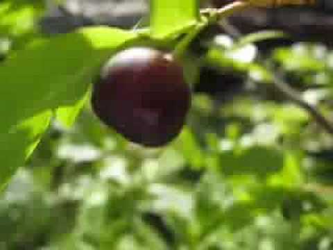 how to fertilize huckleberries