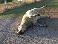 Oklahoma Roadkill