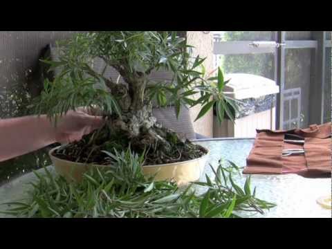how to fertilize a bonsai tree