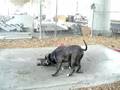 Issac and Chiona Playing