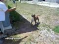 Pitbull  haciendo un blackflip