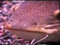 My Large Tropical Fishes 1999