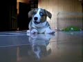 cardigan welsh corgi, puppy, pembroke, dog.