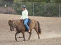 What Gait is this Icelandic Horse Doing?