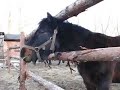 Jasiek i kwaśne jabłka Jasiek i kwaśne jabłka