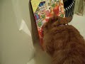Zapp and the advent calendar
