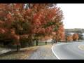 Autumn In Reading, PA.