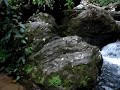 Liophis miliaris e Cachoeira do Salto Morato