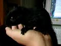 my-cat-ate-my-homeworkno-really.html