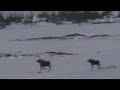 Two Newfoundland Moose Running