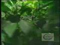 The Crossover: "Greening the Desert"