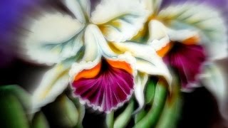 Como Pintar Orquídeas no Tecido.