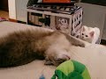 Baby Playing Baby Playing