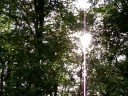 Solar Photovoltaic what trees Solar Photovoltaic what trees