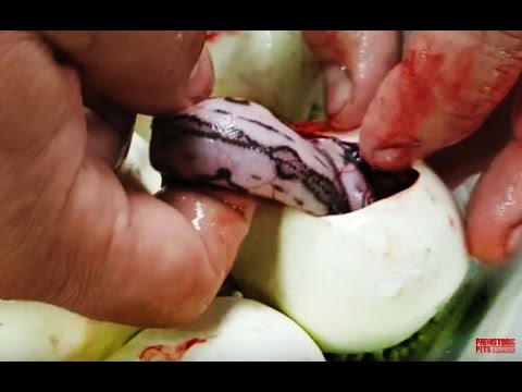 YouTube reptile video