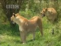 Lion pride take on angry buffalo to feed the baby cubs. It's a battle for the African lion pride as the lions take on the buffalo in the struggle for food. From the BBC.