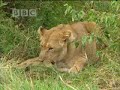 big cat diary: lions versus buffalo
