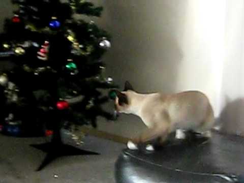 Gato vs. Arbol de Navidad