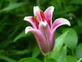 ♪*•.♥¸Dan Gibson ღ Delicate RainღGarden Eden ღ Bahai Garden