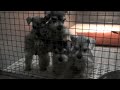 The Puppy Factory