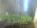 plant growth sweet basil