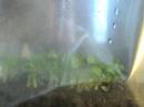 plant growth sweet basil