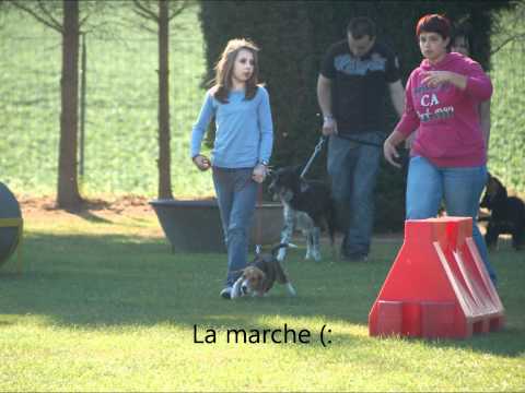 MA PREMIERE LECON DE DRESSAGE AU CLUB CANIN D'AWANS ! :D MA PREMIERE LECON DE DRESSAGE AU CLUB CANIN D'AWANS ! :D