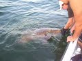 skyway fishing Jew fish skyway fishing Jew fish