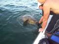 skyway fishing Jew fish