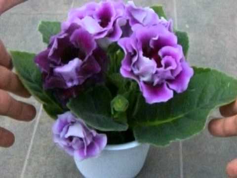 how to grow gloxinia