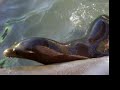 Virga, the California Sea Lion!