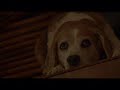 Hungry Dog \"Food\"